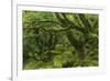 The Mysterious Wistman's Wood-Adam Burton-Framed Photographic Print