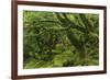 The Mysterious Wistman's Wood-Adam Burton-Framed Photographic Print