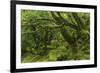 The Mysterious Wistman's Wood-Adam Burton-Framed Photographic Print