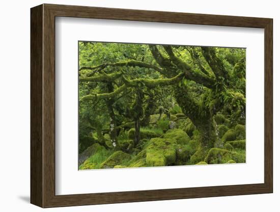 The Mysterious Wistman's Wood-Adam Burton-Framed Photographic Print