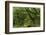 The Mysterious Wistman's Wood-Adam Burton-Framed Photographic Print