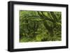 The Mysterious Wistman's Wood-Adam Burton-Framed Photographic Print