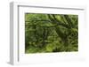 The Mysterious Wistman's Wood-Adam Burton-Framed Photographic Print