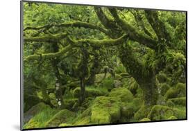 The Mysterious Wistman's Wood-Adam Burton-Mounted Photographic Print