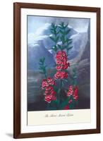 The Narrow-Leaved Kalima-null-Framed Art Print