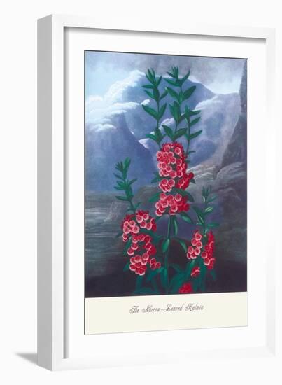 The Narrow-Leaved Kalima-null-Framed Art Print