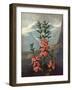 The Narrow-Leaved Kalmia-null-Framed Art Print