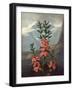 The Narrow-Leaved Kalmia-null-Framed Art Print