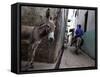 The Narrow Streets of Lamu Town, Lamu, Kenya, East Africa, Africa-Andrew Mcconnell-Framed Stretched Canvas