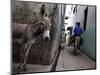 The Narrow Streets of Lamu Town, Lamu, Kenya, East Africa, Africa-Andrew Mcconnell-Mounted Photographic Print