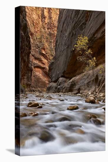 The Narrows of the Virgin River in the Fall-James Hager-Stretched Canvas