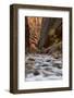 The Narrows of the Virgin River in the Fall-James Hager-Framed Photographic Print