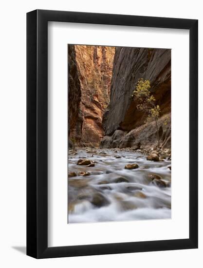 The Narrows of the Virgin River in the Fall-James Hager-Framed Photographic Print