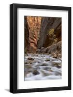 The Narrows of the Virgin River in the Fall-James Hager-Framed Photographic Print