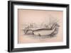 The Narwhal or Sea Unicorn-Robert Hamilton-Framed Giclee Print