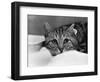 The National Cat Club Championship Show 1984 at Olympia-null-Framed Photographic Print