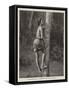 The Native Way of Climbing Cocoa Palms in Ceylon-null-Framed Stretched Canvas