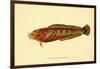 The Natural History of British Fishes - Plate 2-null-Framed Giclee Print