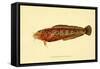 The Natural History of British Fishes - Plate 2-null-Framed Stretched Canvas