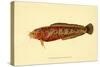 The Natural History of British Fishes - Plate 2-null-Stretched Canvas