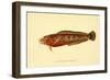 The Natural History of British Fishes - Plate 2-null-Framed Giclee Print