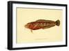 The Natural History of British Fishes - Plate 2-null-Framed Giclee Print