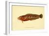 The Natural History of British Fishes - Plate 2-null-Framed Giclee Print