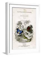 The Naturalist's Library, Entomology, Vol V, Butterflies, C1833-1865-William Home Lizars-Framed Giclee Print