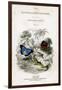 The Naturalist's Library, Entomology, Vol V, Butterflies, C1833-1865-William Home Lizars-Framed Giclee Print