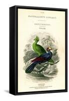 The Naturalist's Library, Ornithology, Senegal Touraco, Violet Plantain Eater, C1833-1865-William Home Lizars-Framed Stretched Canvas