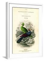 The Naturalist's Library, Ornithology, Senegal Touraco, Violet Plantain Eater, C1833-1865-William Home Lizars-Framed Giclee Print