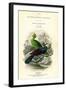 The Naturalist's Library, Ornithology, Senegal Touraco, Violet Plantain Eater, C1833-1865-William Home Lizars-Framed Giclee Print