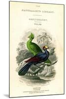 The Naturalist's Library, Ornithology, Senegal Touraco, Violet Plantain Eater, C1833-1865-William Home Lizars-Mounted Giclee Print