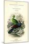 The Naturalist's Library, Ornithology, Senegal Touraco, Violet Plantain Eater, C1833-1865-William Home Lizars-Mounted Giclee Print