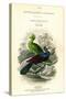 The Naturalist's Library, Ornithology, Senegal Touraco, Violet Plantain Eater, C1833-1865-William Home Lizars-Stretched Canvas
