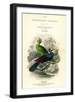 The Naturalist's Library, Ornithology, Senegal Touraco, Violet Plantain Eater, C1833-1865-William Home Lizars-Framed Giclee Print