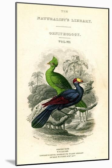 The Naturalist's Library, Ornithology, Senegal Touraco, Violet Plantain Eater, C1833-1865-William Home Lizars-Mounted Giclee Print