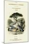 The Naturalist's Library, Ornithology Vol V, Ring Pigeon, C1833-1865-William Home Lizars-Mounted Premium Giclee Print