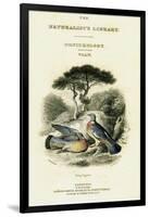 The Naturalist's Library, Ornithology Vol V, Ring Pigeon, C1833-1865-William Home Lizars-Framed Giclee Print