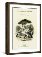 The Naturalist's Library, Ornithology Vol V, Ring Pigeon, C1833-1865-William Home Lizars-Framed Giclee Print