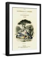 The Naturalist's Library, Ornithology Vol V, Ring Pigeon, C1833-1865-William Home Lizars-Framed Giclee Print