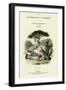 The Naturalist's Library, Ornithology Vol V, Ring Pigeon, C1833-1865-William Home Lizars-Framed Giclee Print