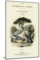 The Naturalist's Library, Ornithology Vol V, Ring Pigeon, C1833-1865-William Home Lizars-Mounted Giclee Print