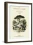 The Naturalist's Library, Ornithology Vol V, Ring Pigeon, C1833-1865-William Home Lizars-Framed Premium Giclee Print