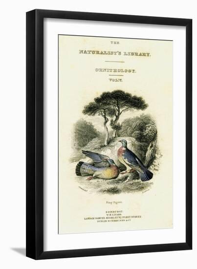 The Naturalist's Library, Ornithology Vol V, Ring Pigeon, C1833-1865-William Home Lizars-Framed Premium Giclee Print