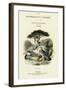 The Naturalist's Library, Ornithology Vol V, Ring Pigeon, C1833-1865-William Home Lizars-Framed Giclee Print