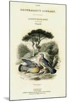 The Naturalist's Library, Ornithology Vol V, Ring Pigeon, C1833-1865-William Home Lizars-Mounted Giclee Print