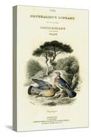 The Naturalist's Library, Ornithology Vol V, Ring Pigeon, C1833-1865-William Home Lizars-Stretched Canvas