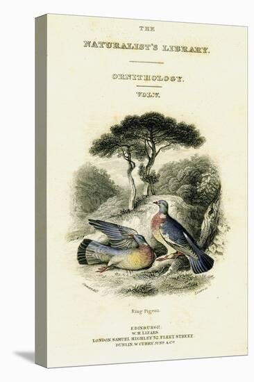 The Naturalist's Library, Ornithology Vol V, Ring Pigeon, C1833-1865-William Home Lizars-Stretched Canvas