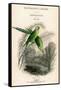 The Naturalist's Library, Ornithology Vol VIII, Red Ringed Parrakeet, C1833-1865-William Home Lizars-Framed Stretched Canvas